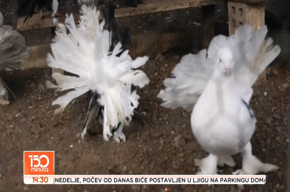 Neobična kolekcija Milanove 73-godišnje ljubavi prema pticama