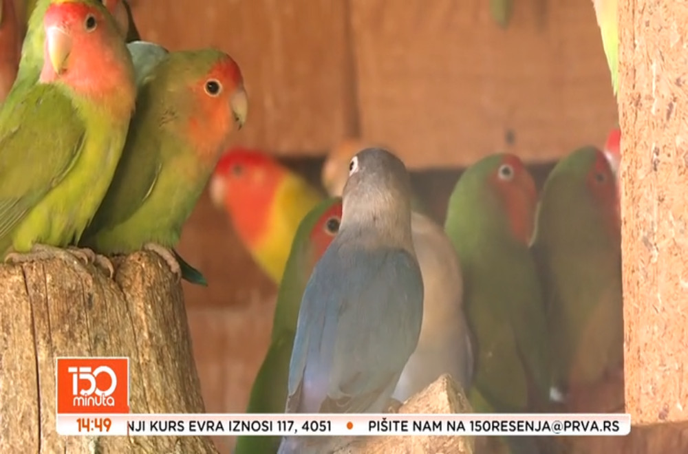 Spoj stočarstva i nesvakidašnjih hobija