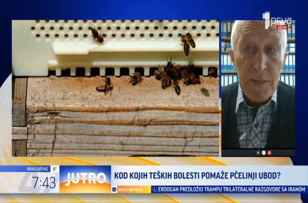 Kako se pčelinji ubod koristi kao pomoćni lek za neke od najtežih bolesti?