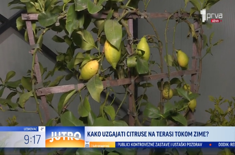 Kako da na svojim terasama ili u domovima zimi uzgajate limun, kumkvat ili druge citruse?