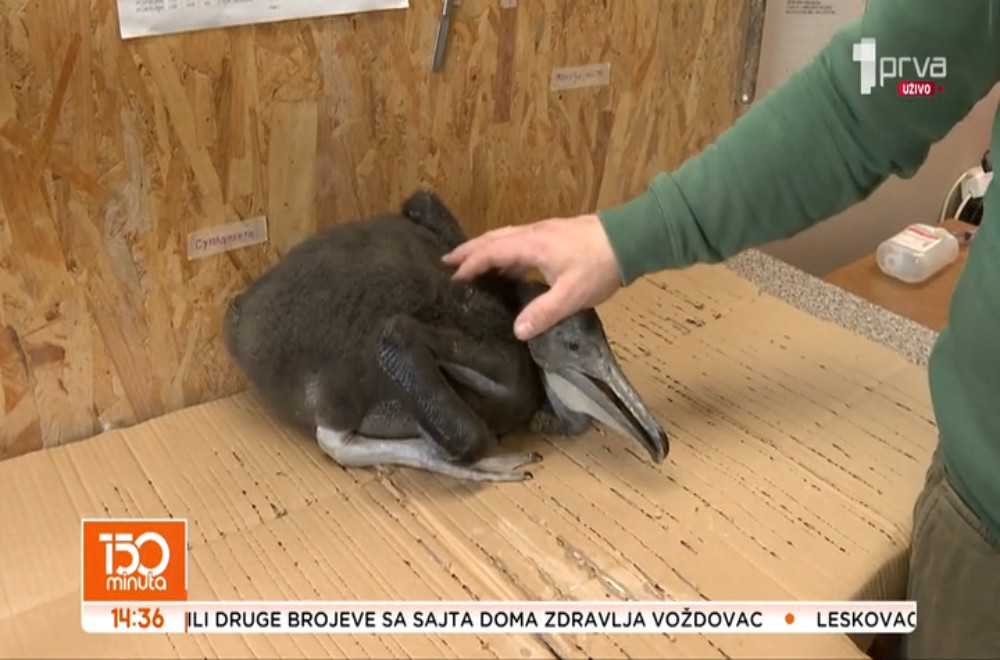 Ova ptica može da u svoj kljun „spakuje“ više vode nego što joj stane u stomak