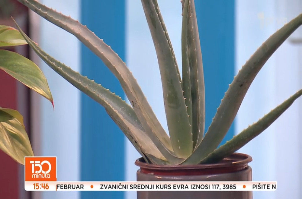 Da li znate da postoje biljke koje nam popravljaju raspoloženje?