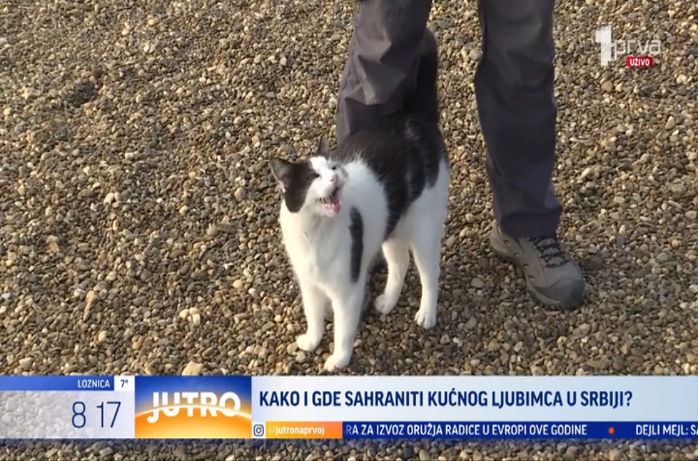 Šta vlasnici kućnih ljubimaca treba da učine kada im kućni ljubimac ugine?