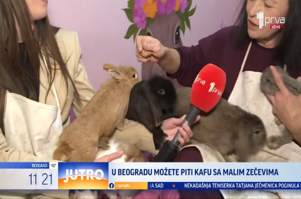 U Beogradu možete piti kafu sa zečevima