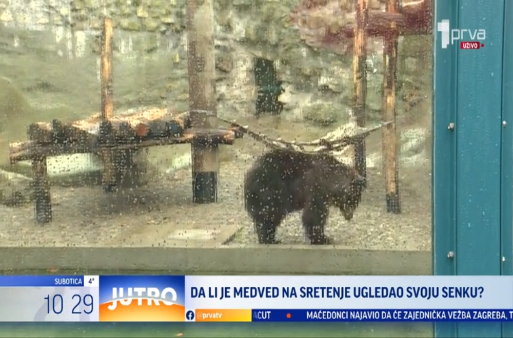 Da li je ovoga jutra medved ugledao svoju senku?