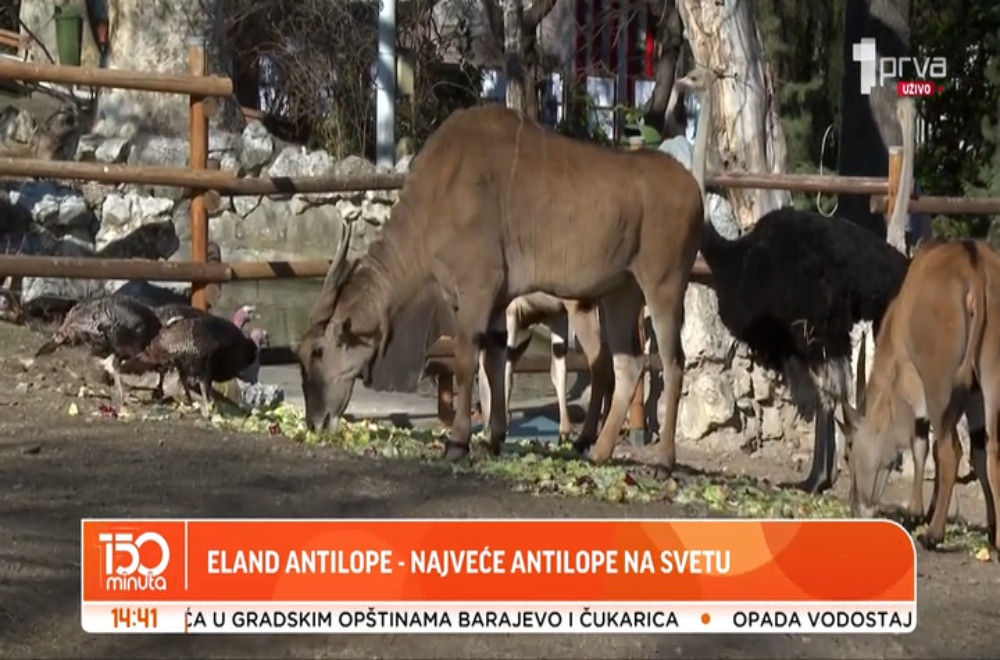 One su poznate po mirnoj naravi, životu u krdu i specifičnim spiralnim rogovima