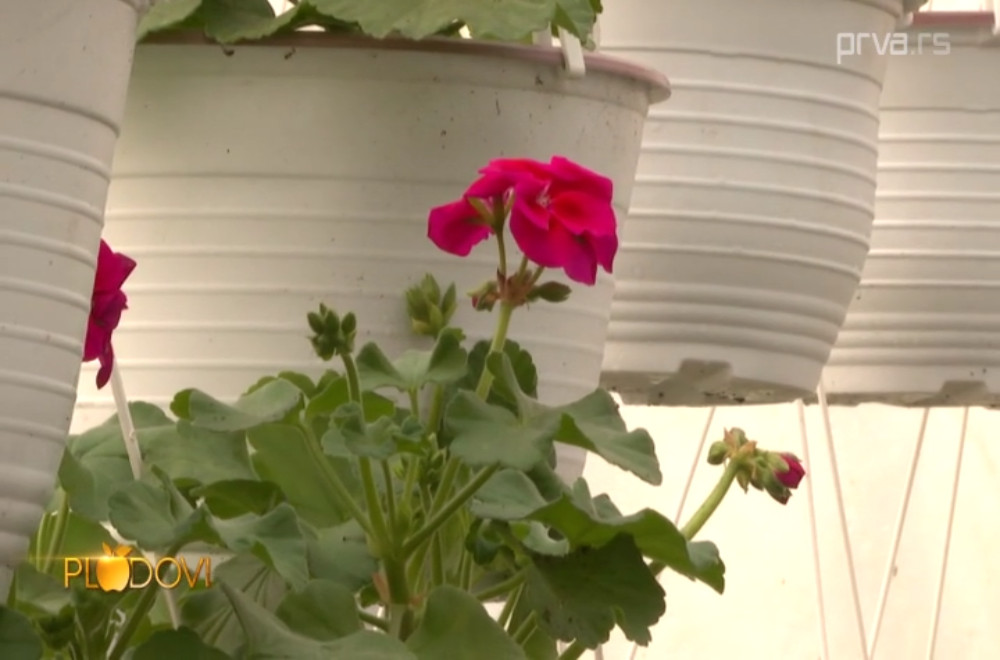 Plodovi - 21.02.2026.