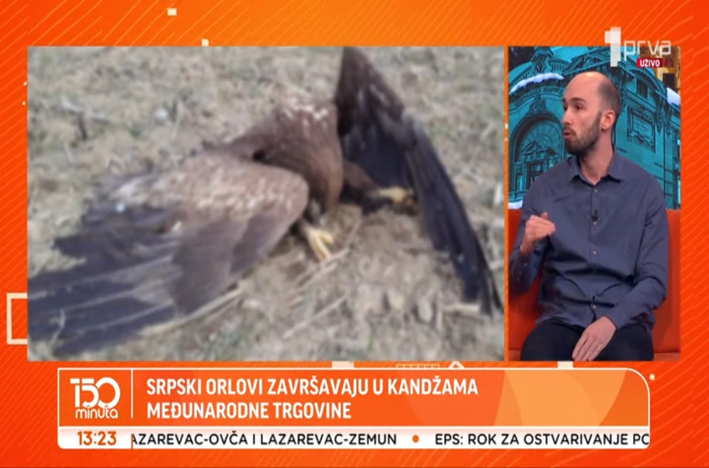 Srbija se suočava sa tihim istrebljenjem svojih najdragocenijih krilatih stanovnika