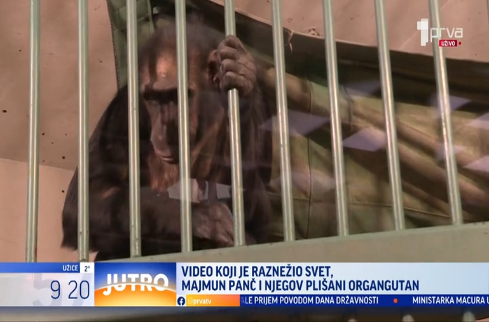 Da li priča o majmunčetu Panč koga je majka odbacila ima srećan kraj?