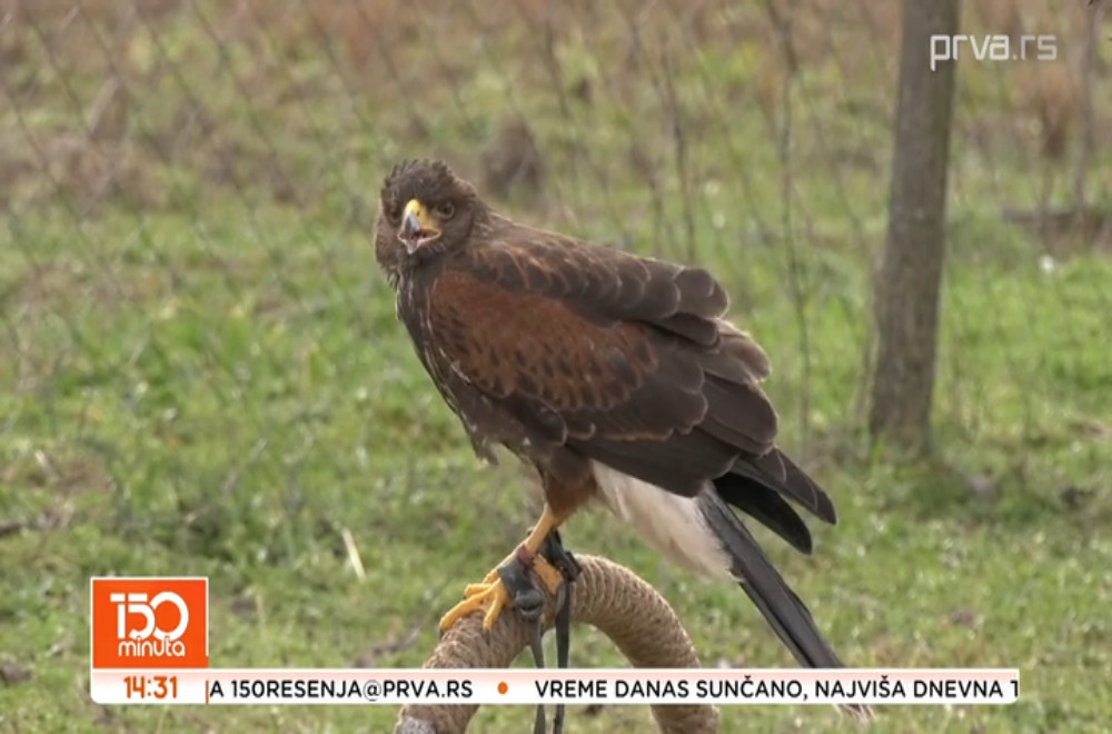 Jedan sivi soko i jedan Harisov jastreb, uz pomoć keruše Lole rešavaju važne probleme