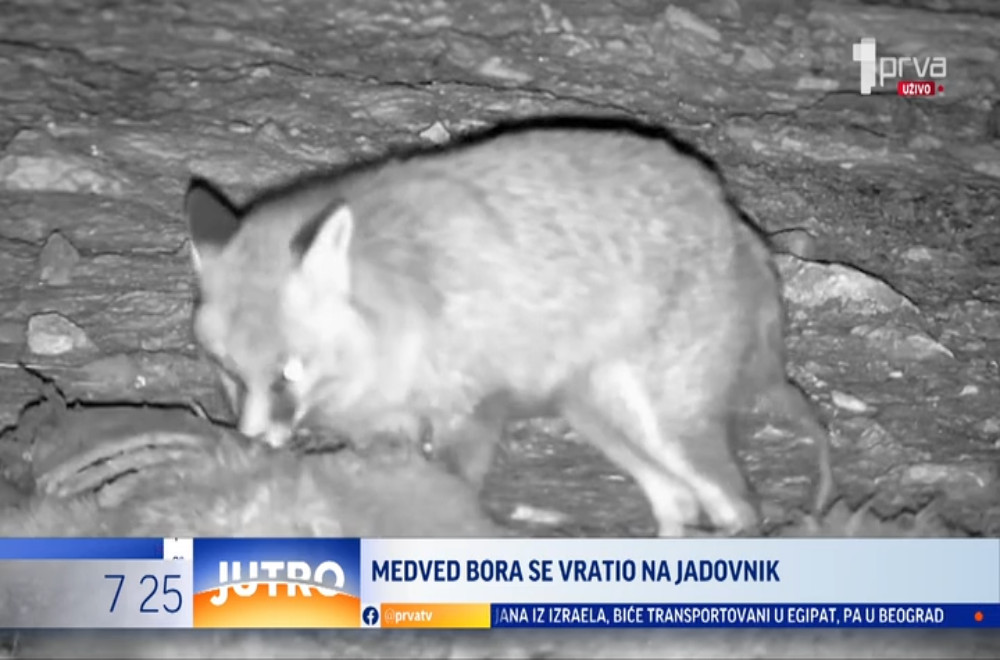 Kod Prijepolja ponovo je viđen medved Bora