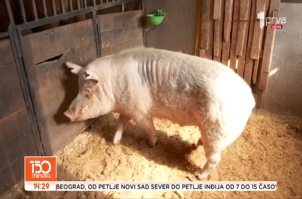 Upoznajte vepra Srećka