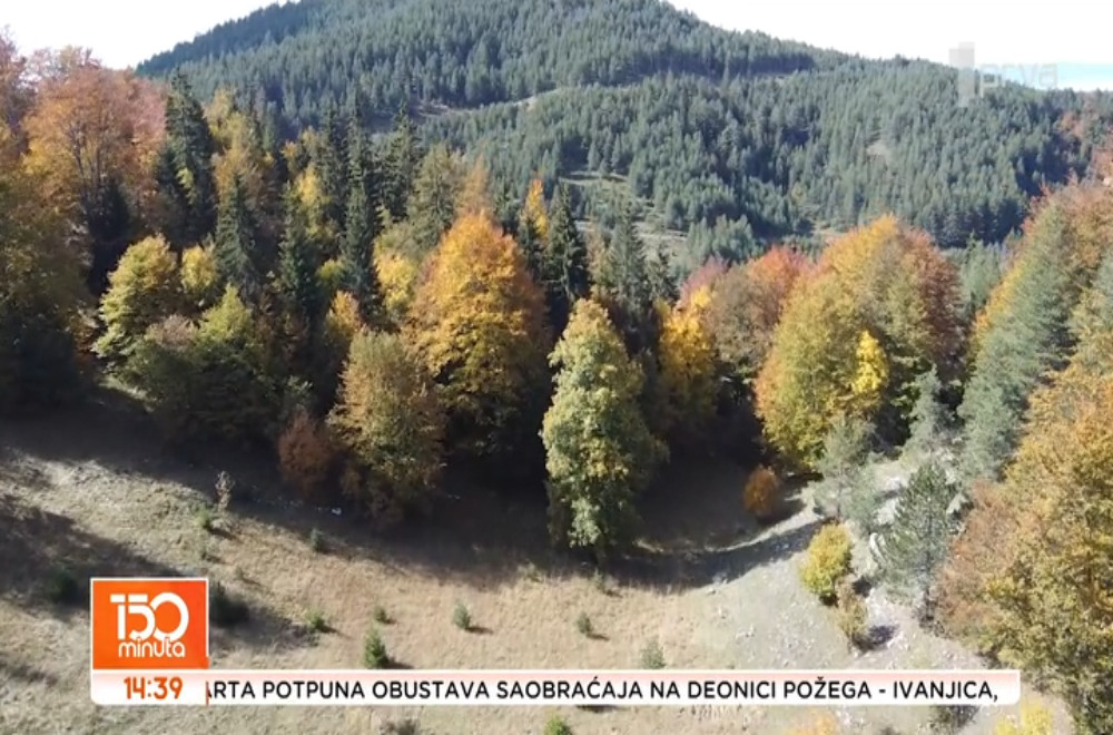 Bukove šume u Nacionalnom parku Tara - Zvezda i Rača, nominovane su za UNESKO listu svetske prirodne baštine