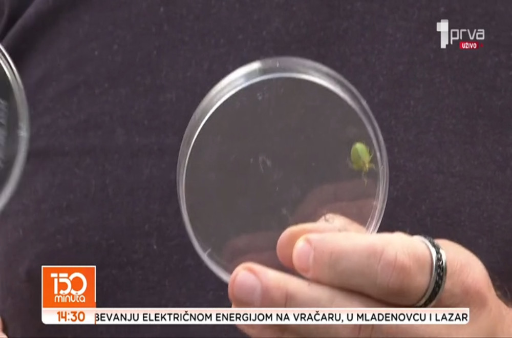 Roze smrdibuba – fenomen ili mutant?