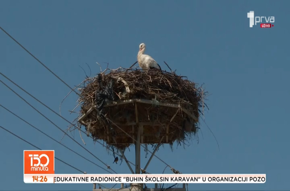 Stigle rode u Međurov