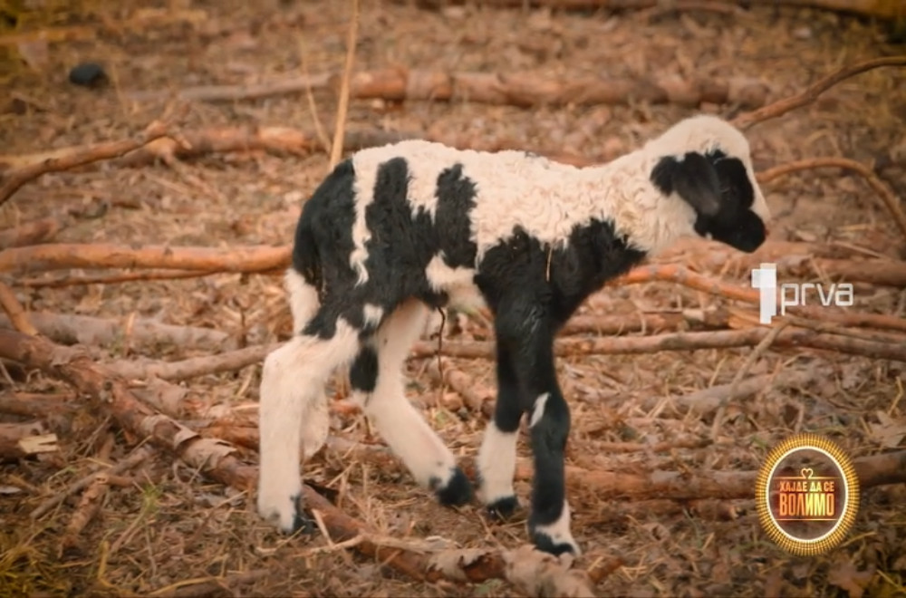 Gledaćete - 31.03.2026.