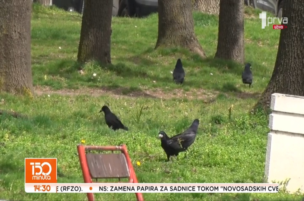 Vreme je gnežđenja gačaca