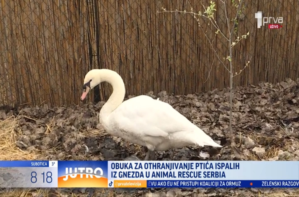 Kako ptiće bezbedno vratiti u gnezno?