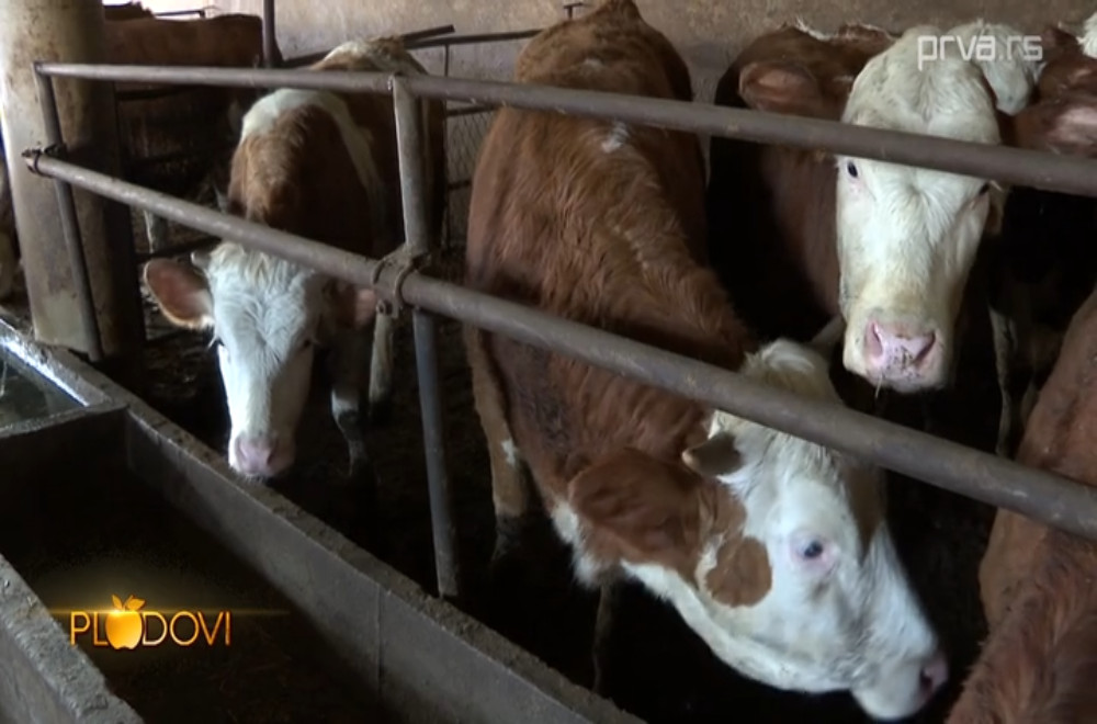 Plodovi - 04.04.2026.