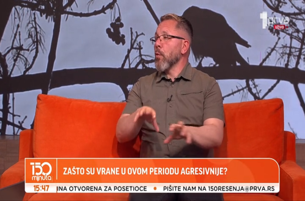 Vrane važe za izuzetno inteligentne i vešte ptice, ali zašto se dešava da ponekad i napadaju?