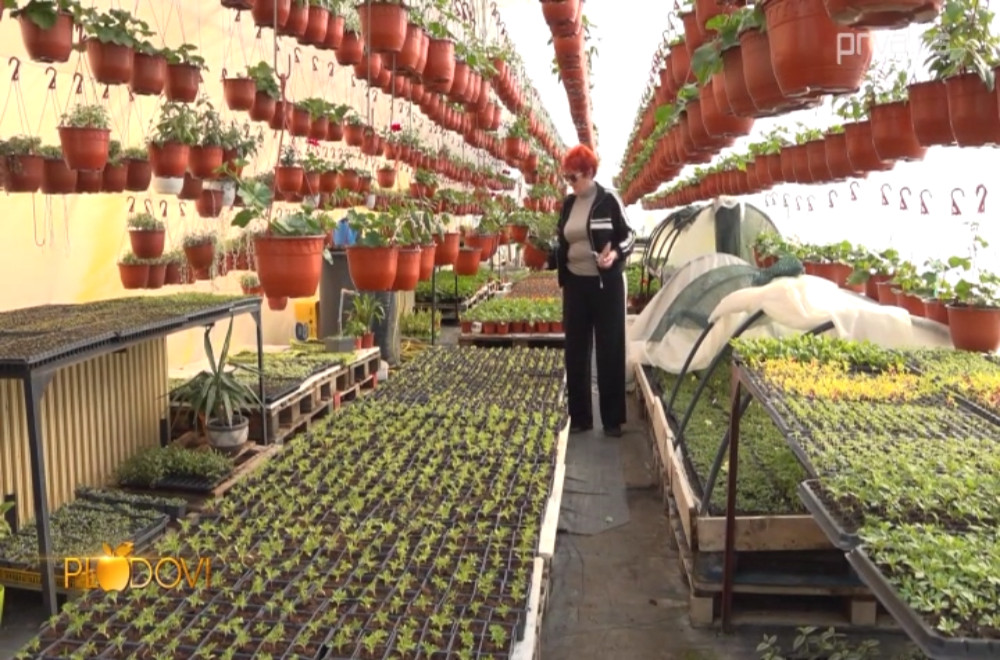 Plodovi - 11.04.2026.