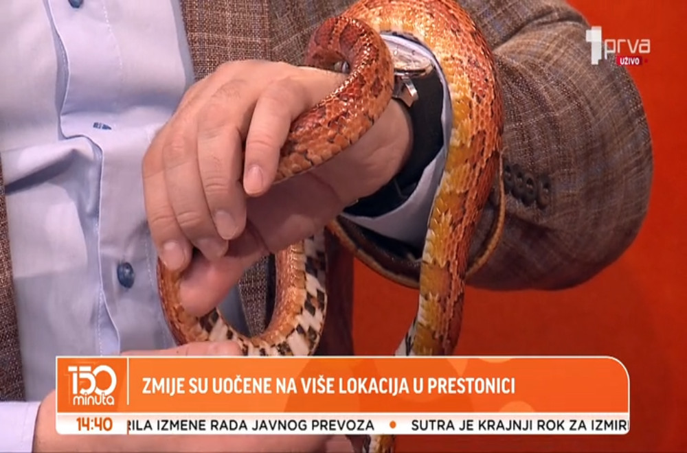 Kako pravilno reagovati prilikom susreta ili ujeda zmije?