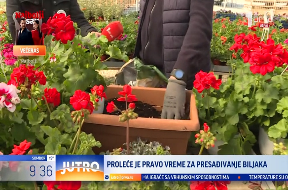 Kako se pravilno vrši presađivanje biljaka?
