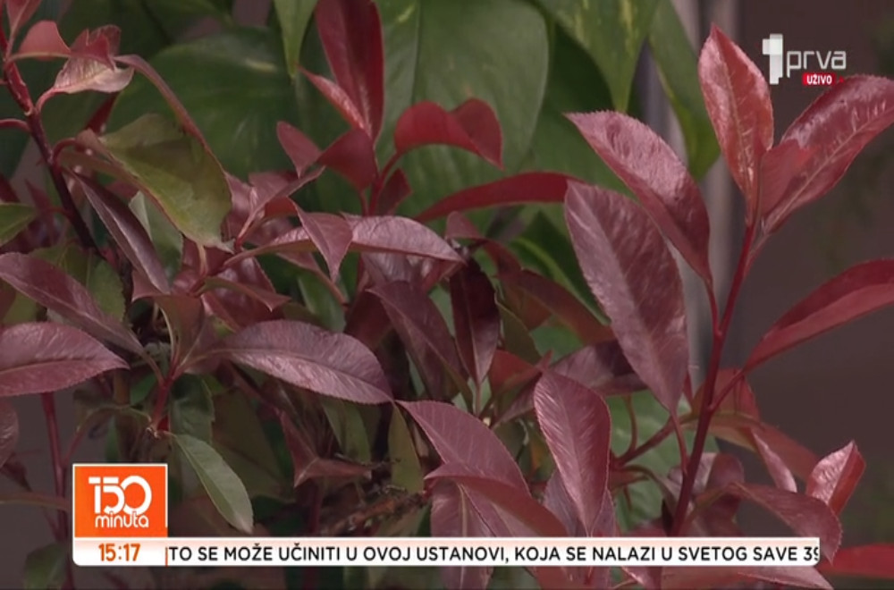 Da li već sada iznositi sobne biljke na terasu?