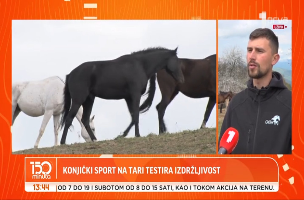 Kakva vrsta konjičkog sporta je zastupljena Tari?