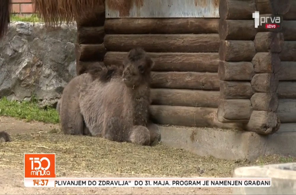 Na ovo mladunče je Beo Zoo Vrt čekao čak tri decenije