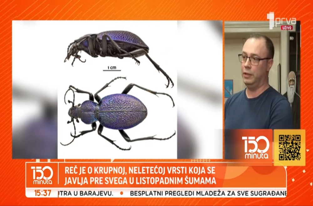 Nova vrsta insekta u Srbiji – veliki ljubičasti trčuljak