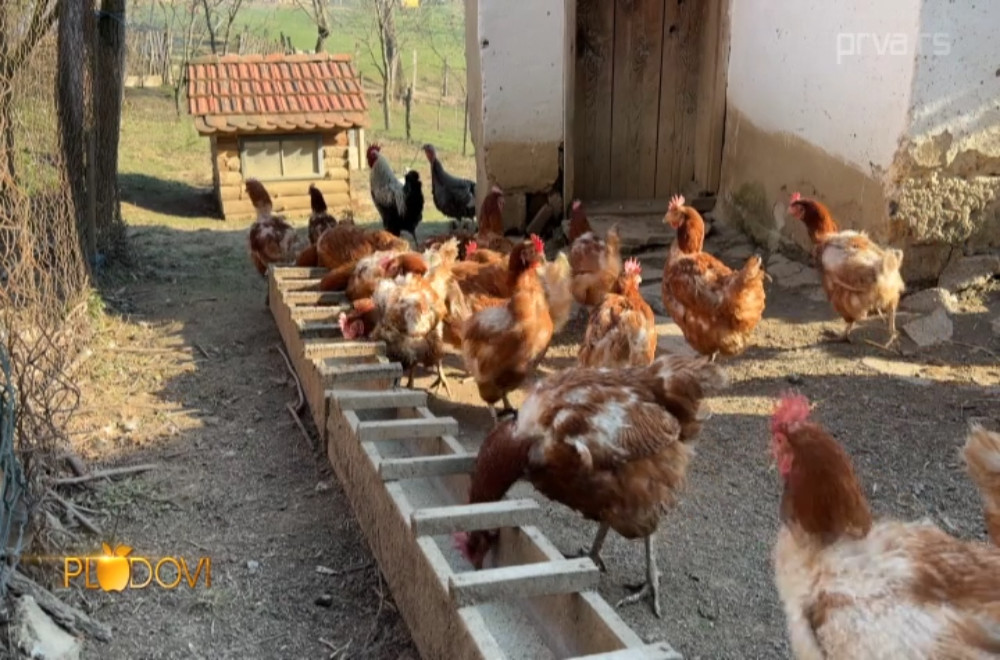 Plodovi - 25.04.2026.