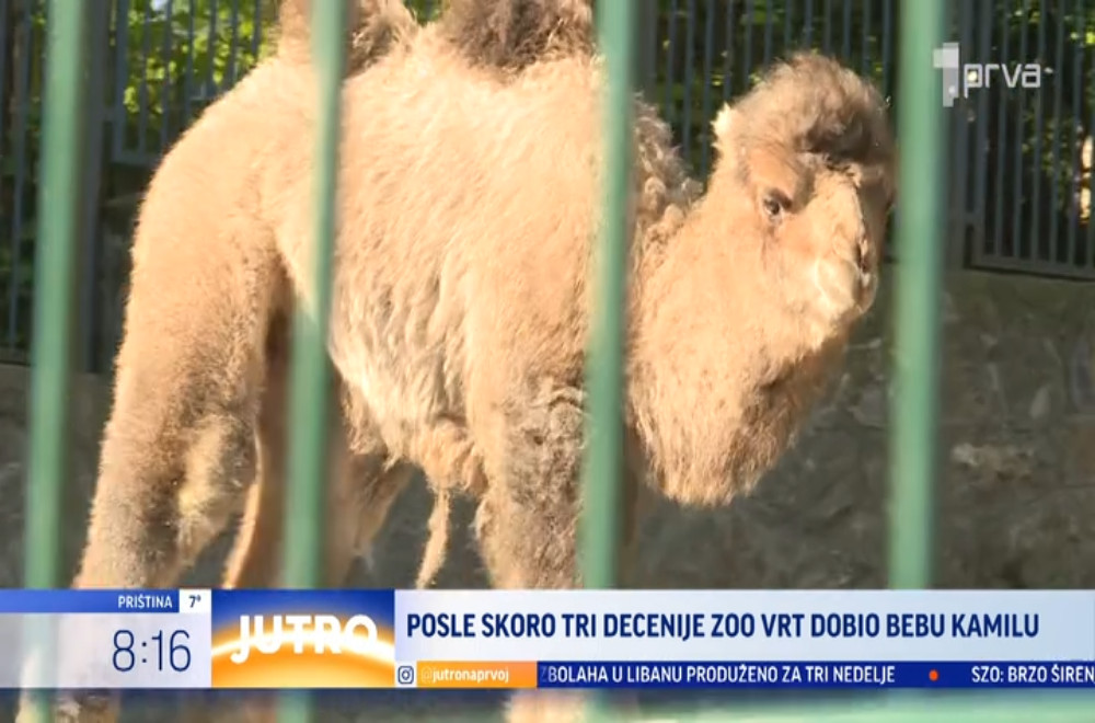 U Beogradskom zoološom vrtu na svet stigla mala dvogrba kamila!