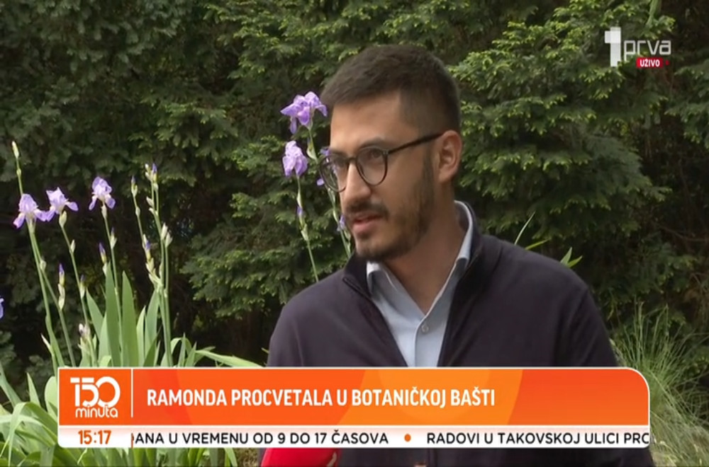 Natalijina ramonda procvetala u Botaničkoj bašti
