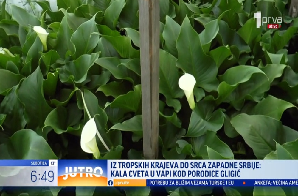 Egzotično cveće iz tropskih krajeva u čačanskom selu