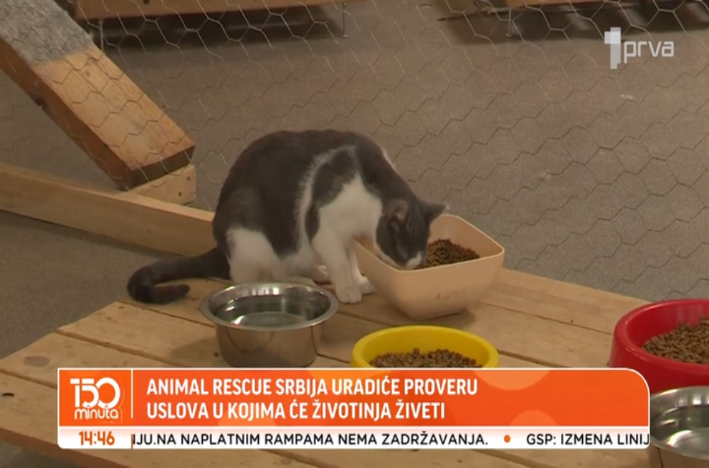 Dobre vesti za sve koji traže kućnog ljubimca