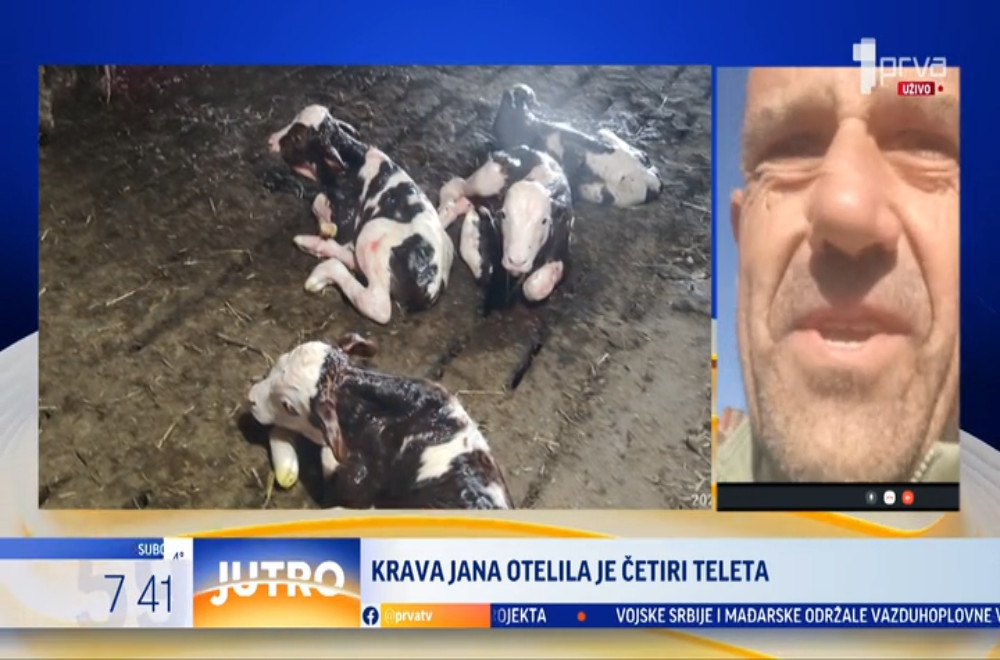 Nesvakidašnji rekord - krava otelila četvoro teladi