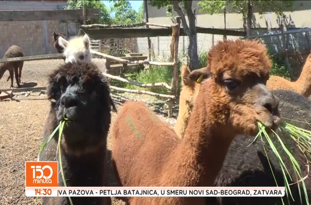 Da li ste znali da se u Srbiji gaje egzotične životinje?