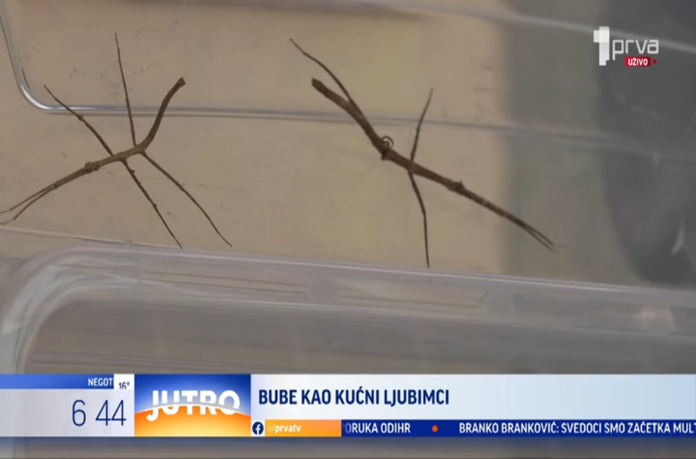 Neobični kućni ljubimci