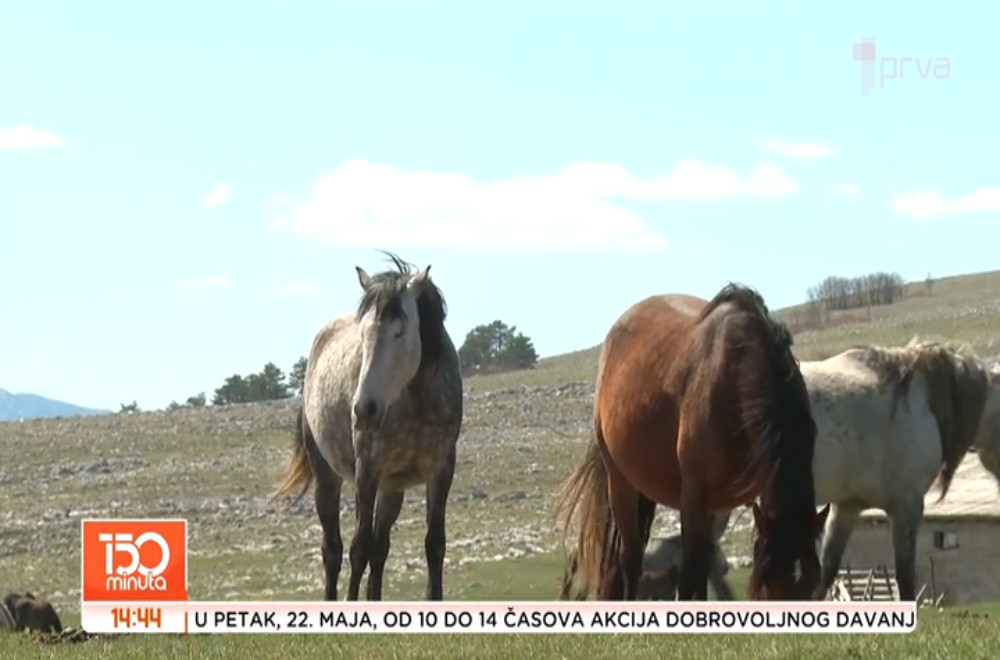 Ovde više od 1000 divljih konja uživa u potpunoj slobodi