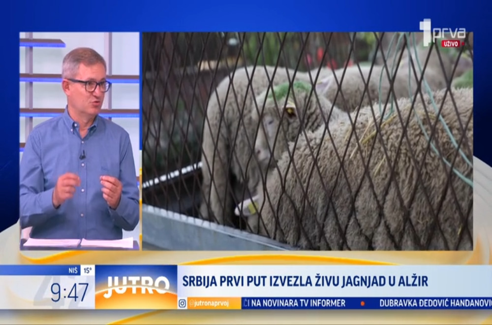 Srbija prvi put izvezla živu jagnjad u Alžir