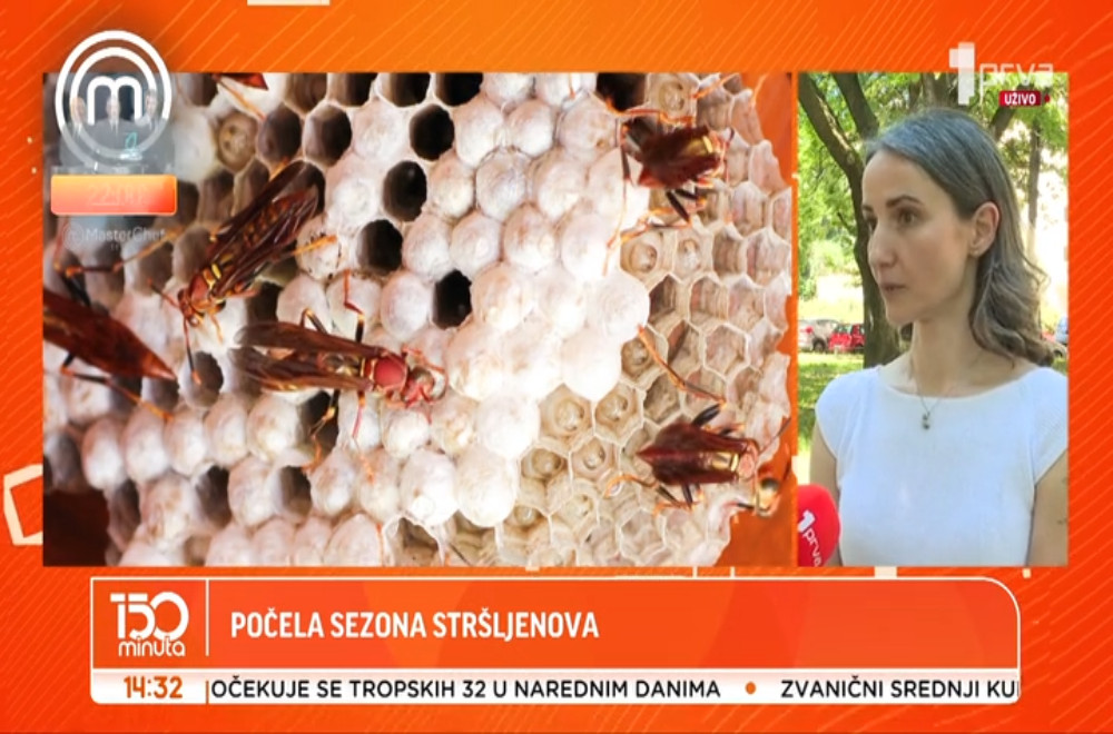 Kako treba da reagujemo ako naiđemo na stršljena i šta raditi ako nas ujede?