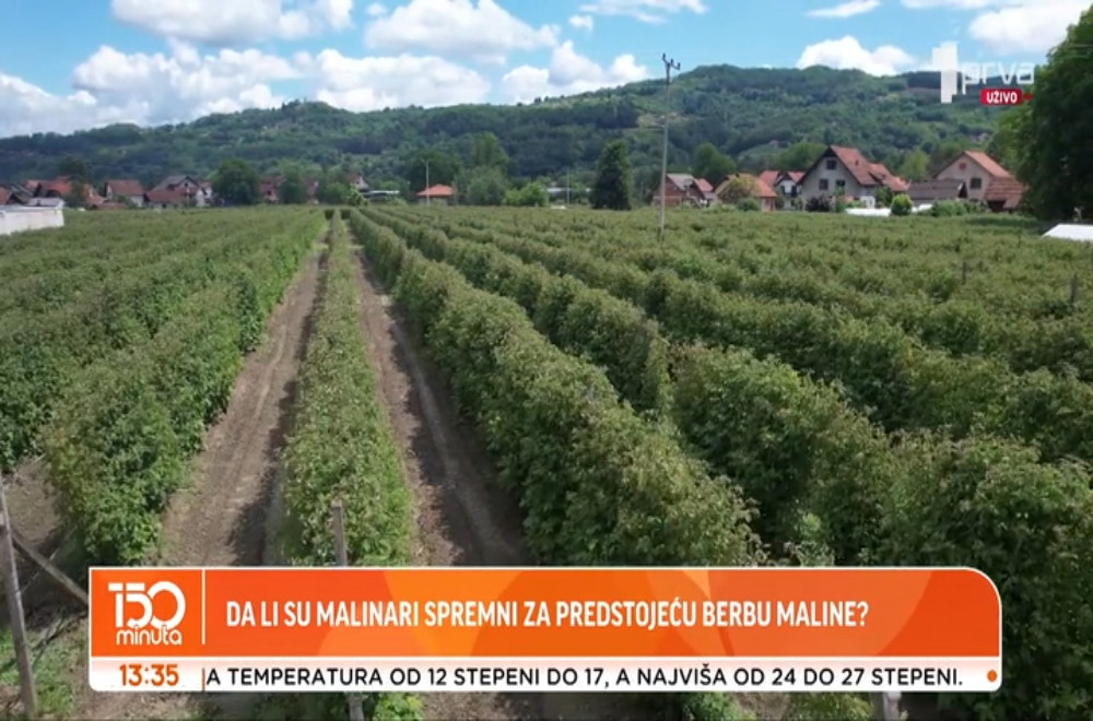 Da li su malinari spremni za predstojeću berbu?