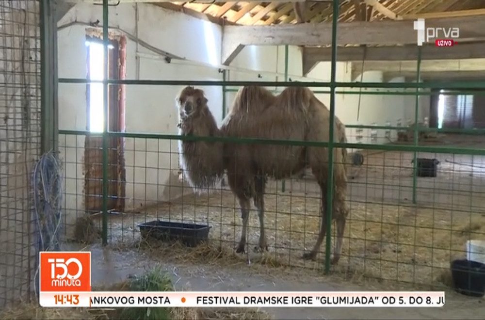Otkud kamile u Ćupriji?