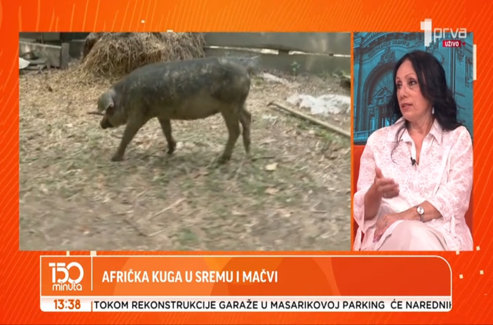 Afrička kuga u Sremu i Mačvi