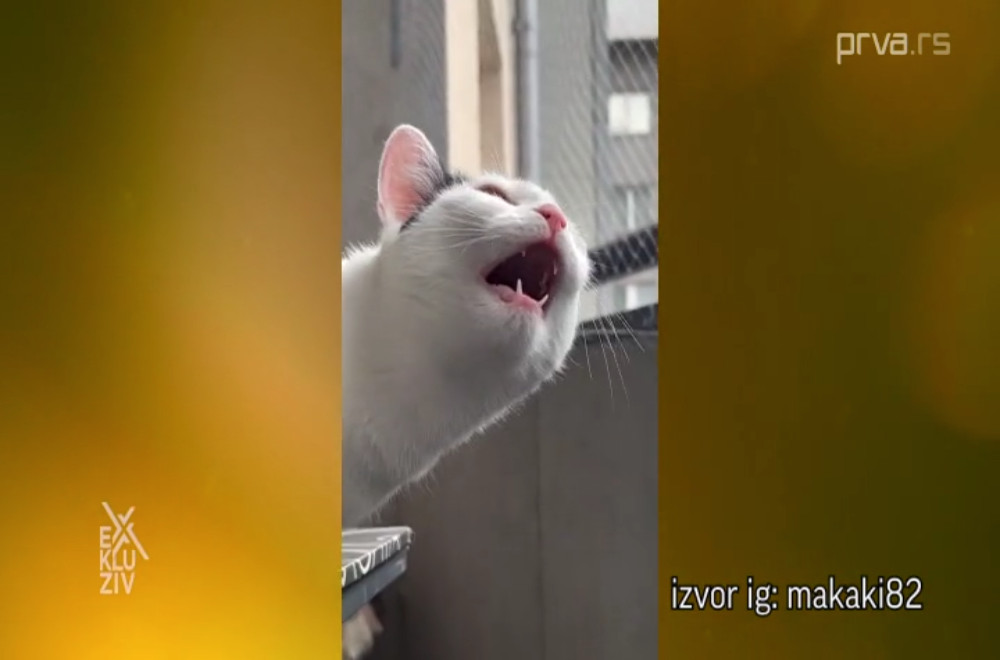 Ko je najpopularnija mačka na Balkanu?