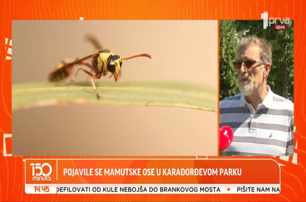 Otkud mamutske ose u Karađorđevom parku?