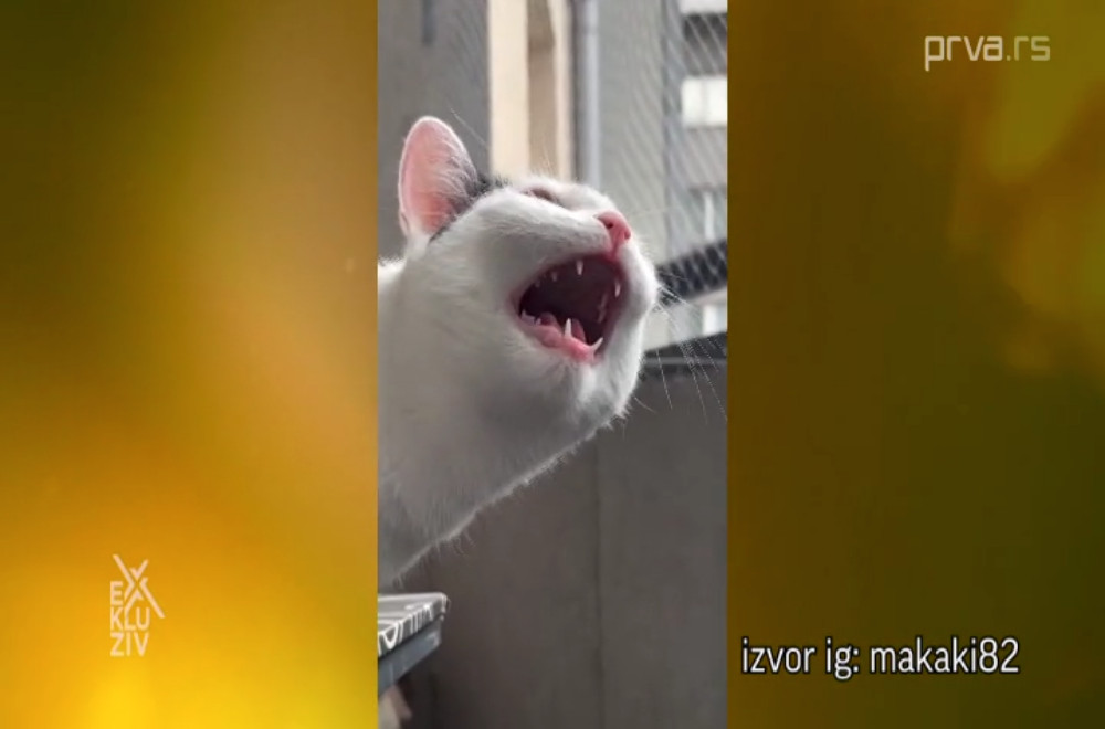 Ko je najpopularnija mačka na Balkanu?