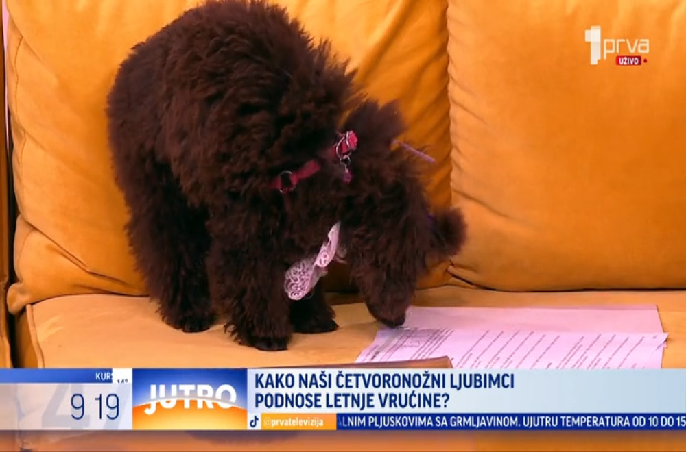 Koje su najčešće greške vlasnika pasa kada je reč o nezi dlake?