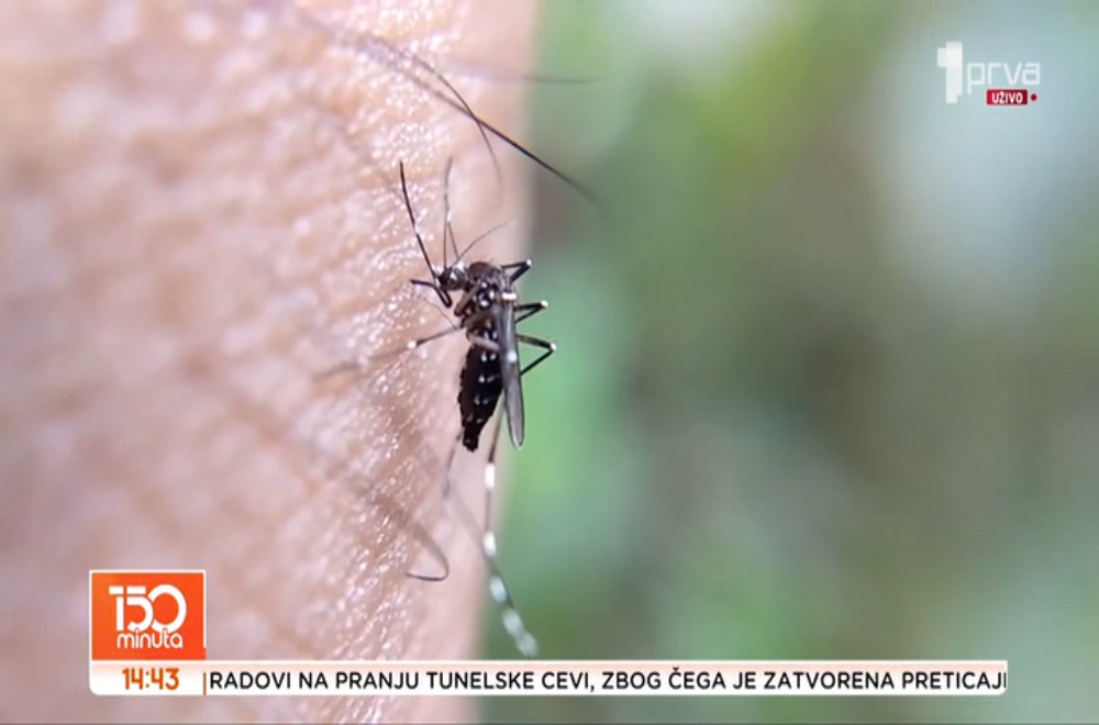 Zbog čega nas komarci ujedaju?